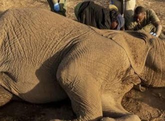 Kenya Arrests Four as Investigation Into 18 Elephant Deaths Intensifies