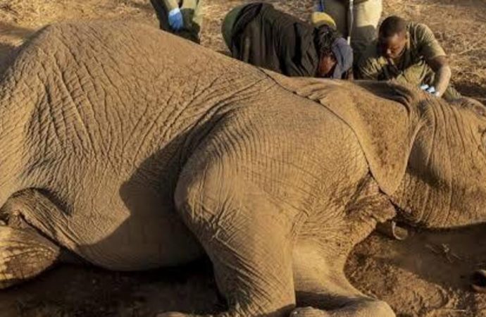 Kenya Arrests Four as Investigation Into 18 Elephant Deaths Intensifies