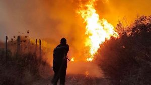 Algeria Seeks Death Penalty for Deliberate Forest Fires