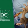 Lassa Fever Death Toll Rises to 252 in Nigeria