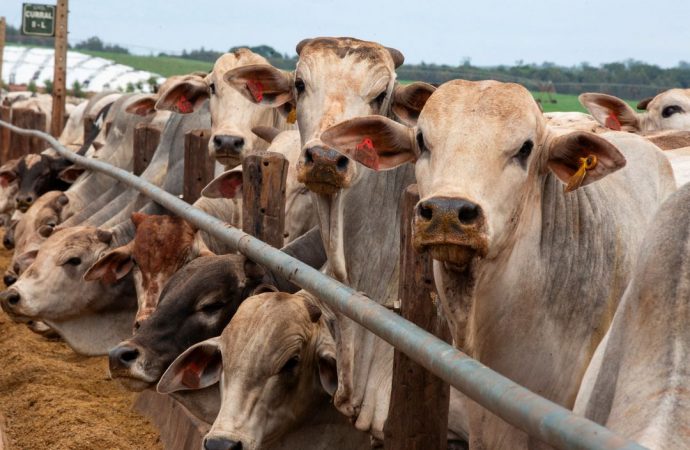 Namibia Battles Cattle Disease as EU Restricts Some Meat Imports